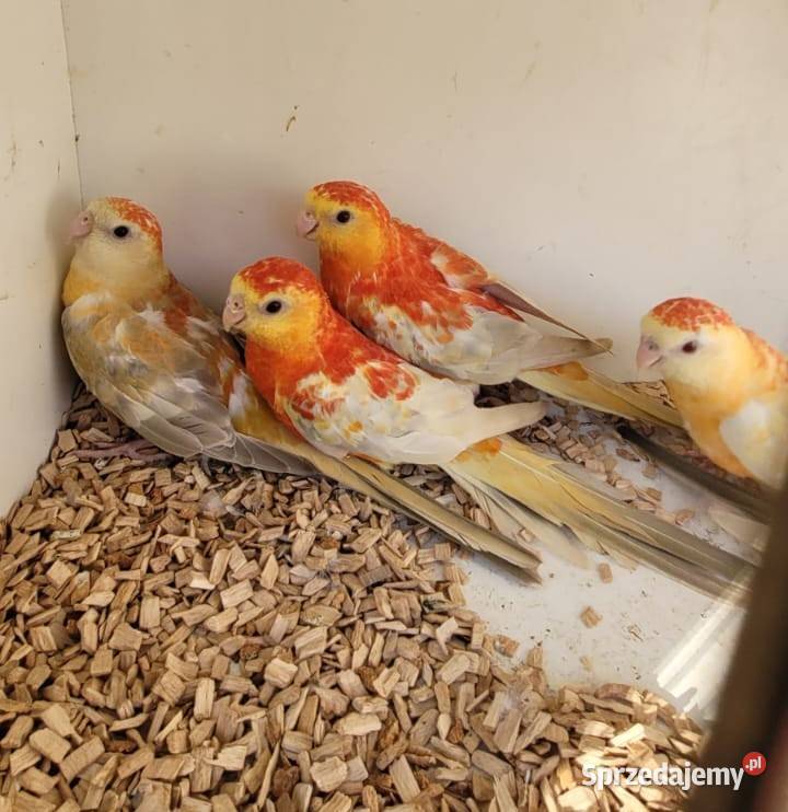 Świergoty Oranżowe Gdańsk