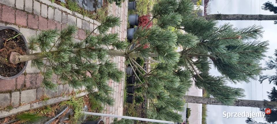 Sosna drobnokwiatowa Glauca sprzedam