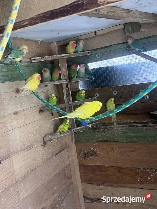 Sprzedam różne papugi Stobno Siódme sprzedam