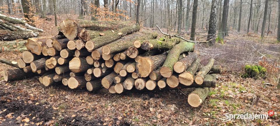 Drewno bukowe dębowe jesion brzoza Katowice