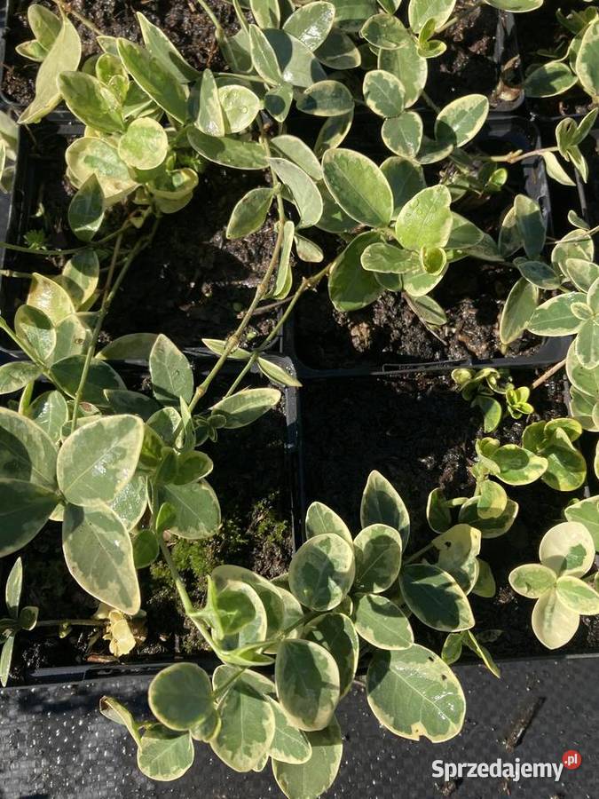 Barwinek Variegata Liściaste Lublin