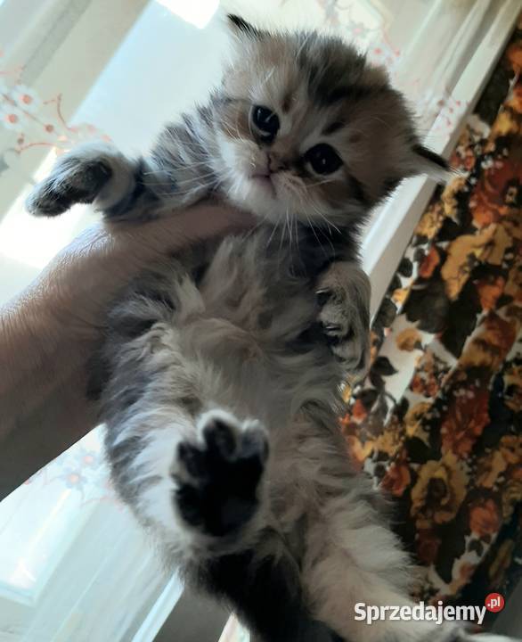 Kocięta perskie Katowice sprzedam