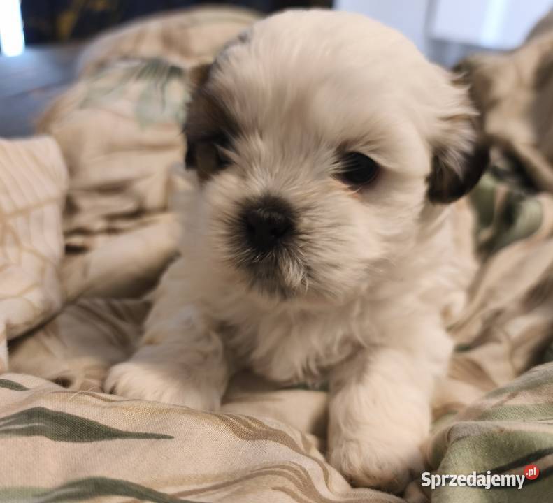 Szczeniaki shih tzu szukają domków Mrągowo