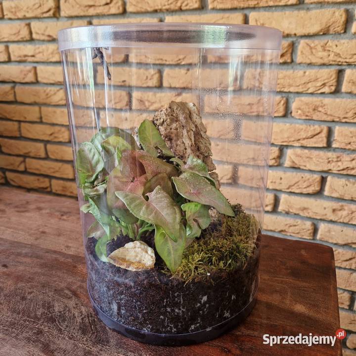 Terrarium z wentylacją tuba hodowlana 21x35 dwie Terrarystyka Mysłowice