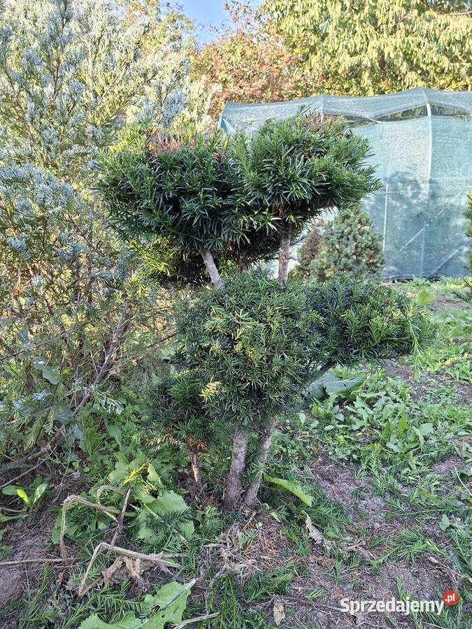 Cis Formowany StożekKula Bonsai Rośliny mazowieckie Mszczonów
