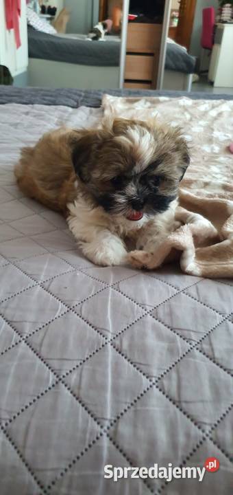 Śliczny Piesek Shih Tzu lubelskie