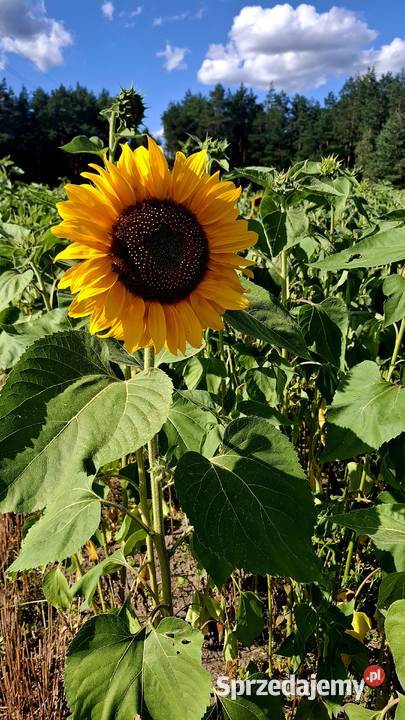Słonecznik ozdobny na kwiat cięty Drogoszewo