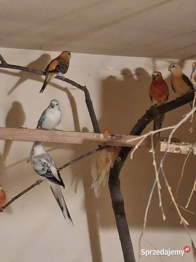 Świergotki Ptaki małopolskie Brzesko