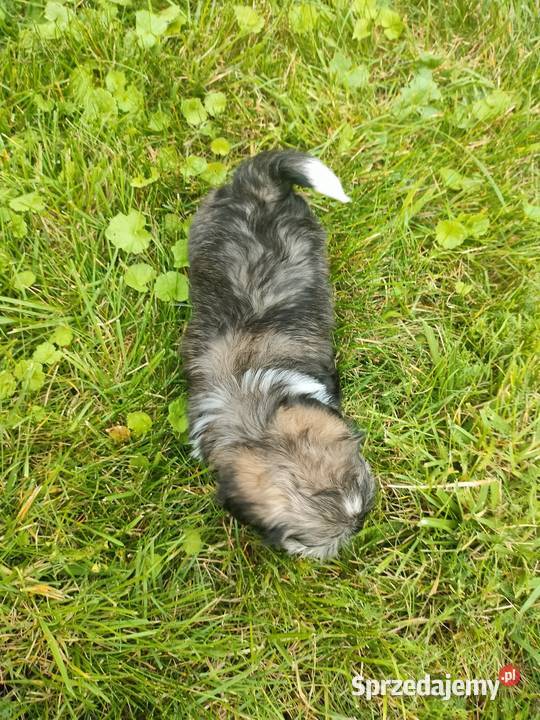 Suczka shih tzu gotowa do zamiany domu Łążyn