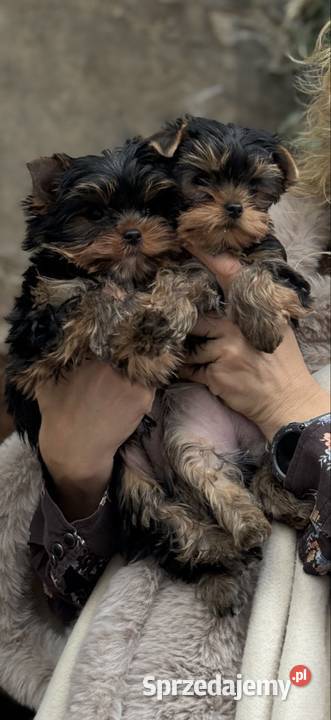 Hodowla Edi Stars ZKwPFCI Yorkshire Terrier z York Bydgoszcz
