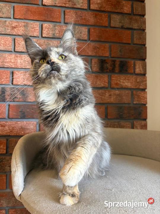 Kotka Maine Coon Inez Maine Coon Szembruk