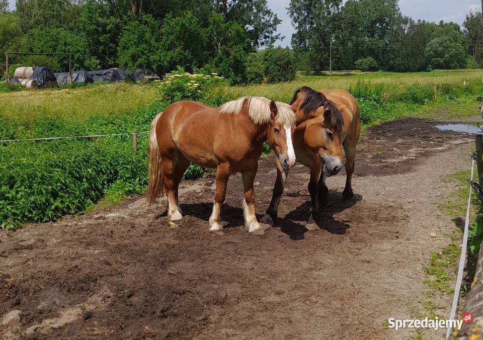 Sprzedam klacze kujawsko-pomorskie sprzedam