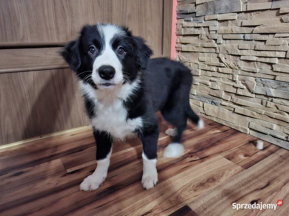 Border Collie szczeniaki inteligentne Ziębice