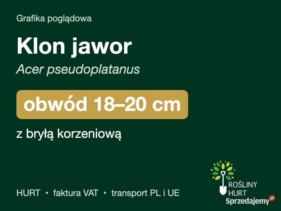 Klon jawor Acer pseudoplatanus obwód 1820 z wielkopolskie