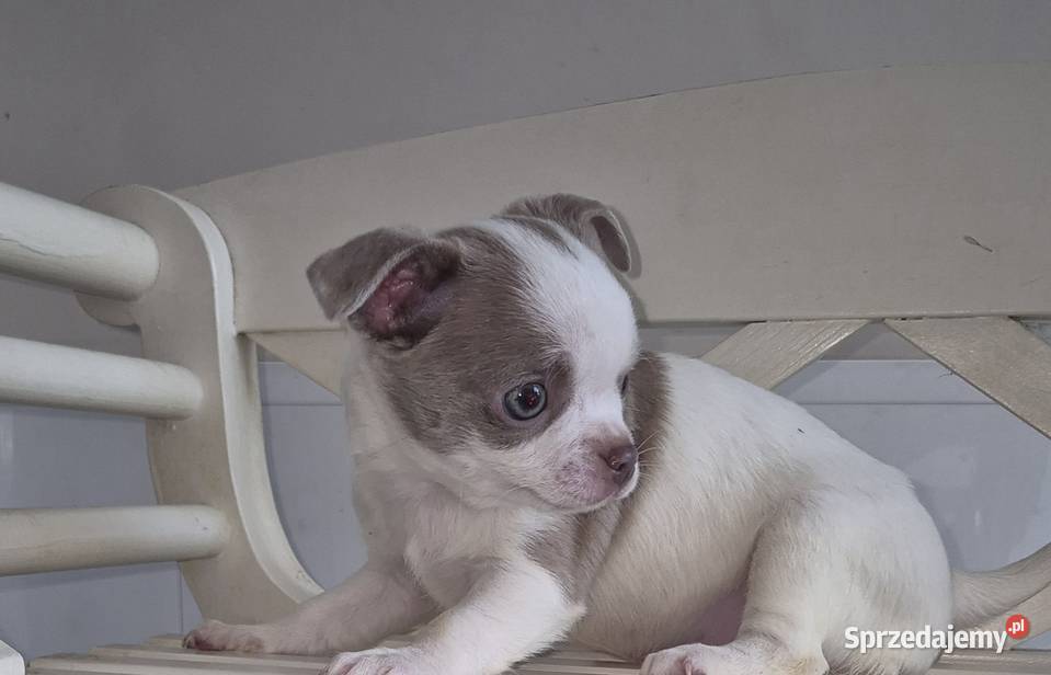Chihuahua piesek biało liliowy Wrocław