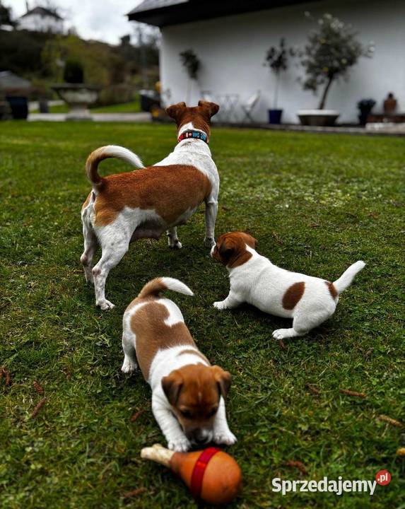 samiec i dwie suczki Jack Russell Psy