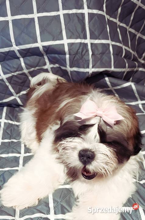 Shih TZU FCI ZKwP