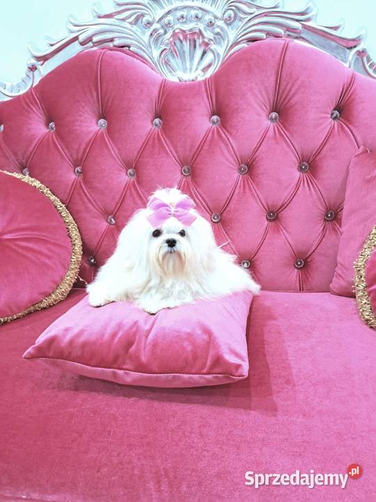 maltańczyki koreańskie szczenięta z rodowodem Bydgoszcz