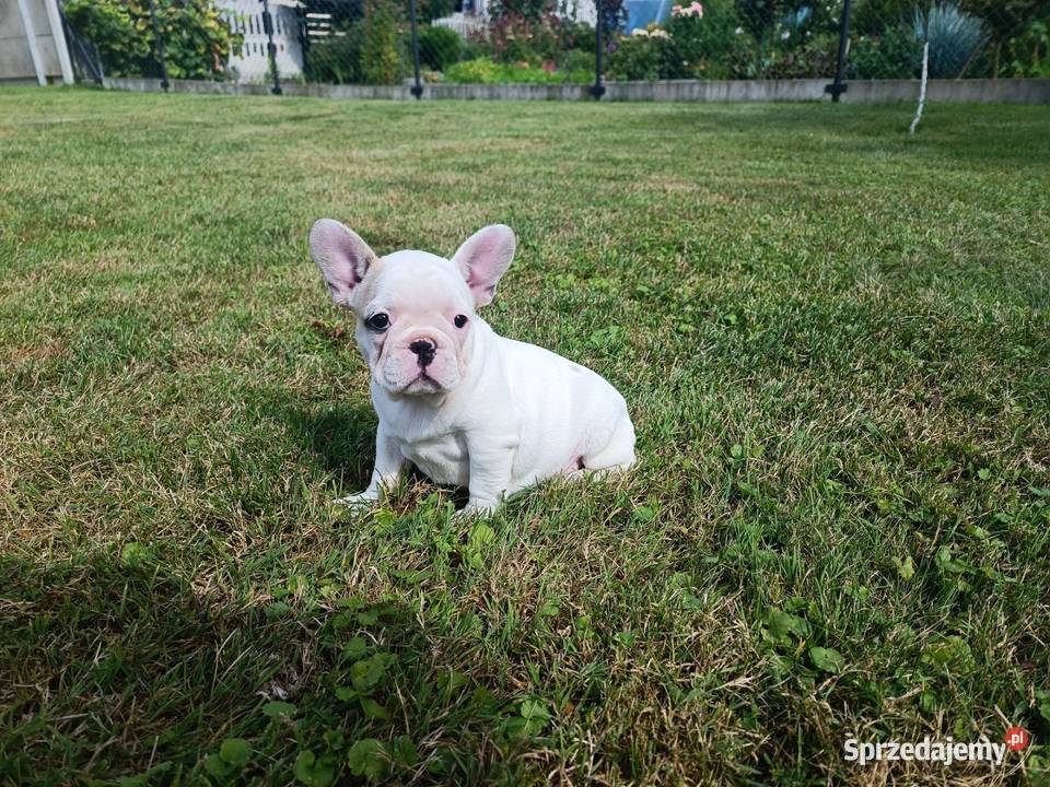 Buldog Francuski szczenięta 9 tyg Stare Bojanowo