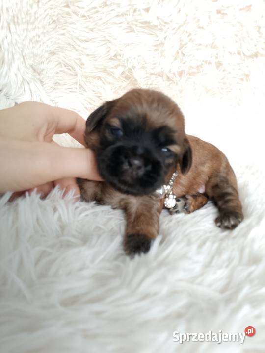 Śliczna piesek rasy ShihTzu Wieruszów
