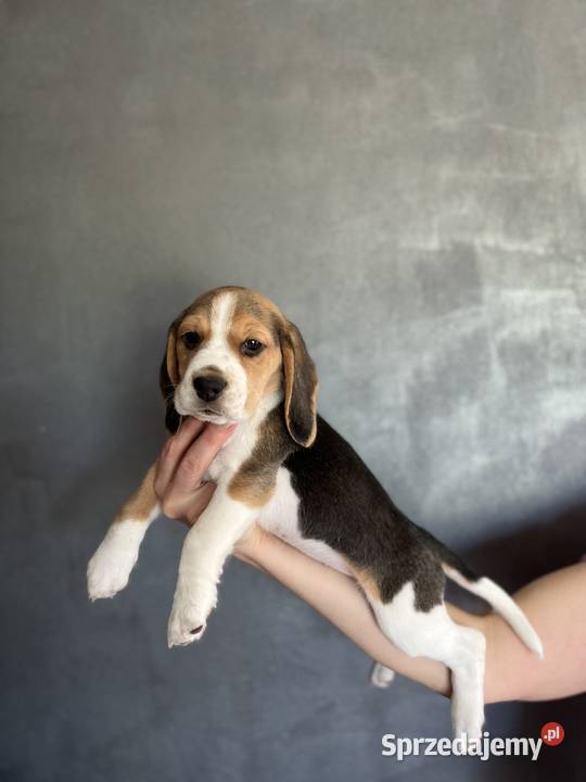 Szczeniaki Beagle rodowodowe Championie Andrychów