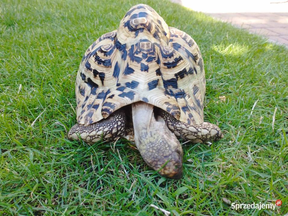Żółw lamparci Stigmochelys pardalis Mosina sprzedam