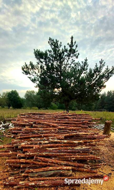 Drewno OpałoweSosna Olszyna BrzozaSucheTransport Lipno sprzedam