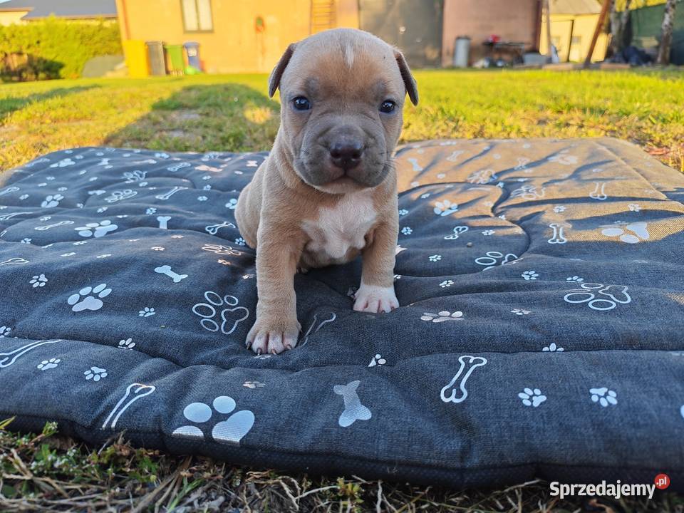 Szczeniak Amstaff Chełm