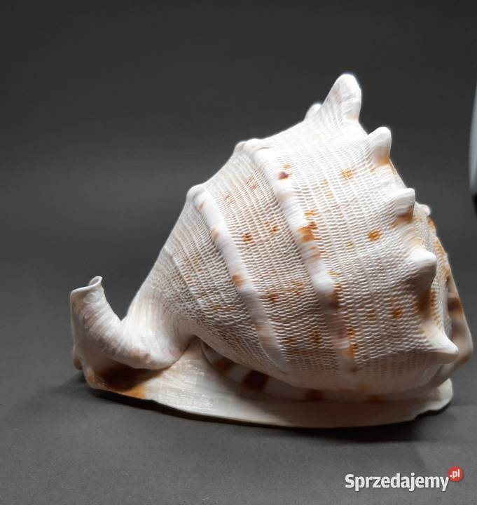 Muszla Przyłbica rogata Lublin