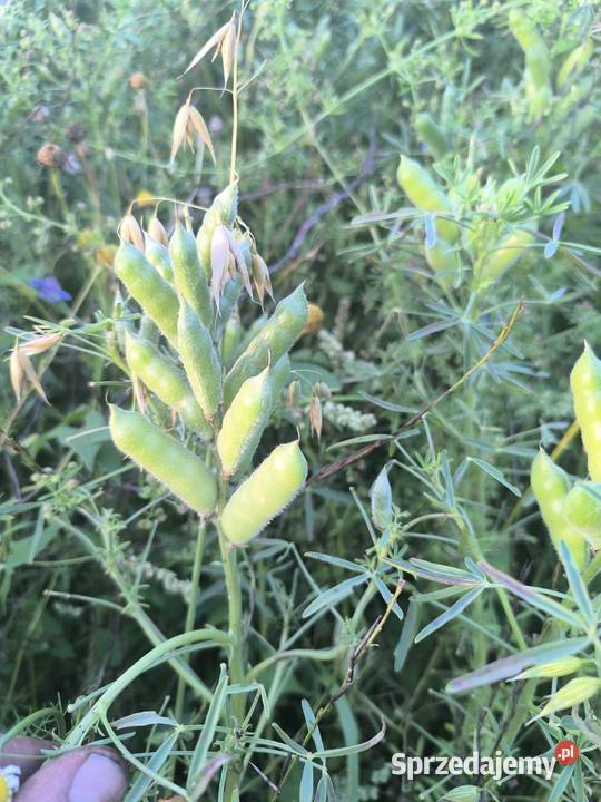 Łubin caro Kluczkowo