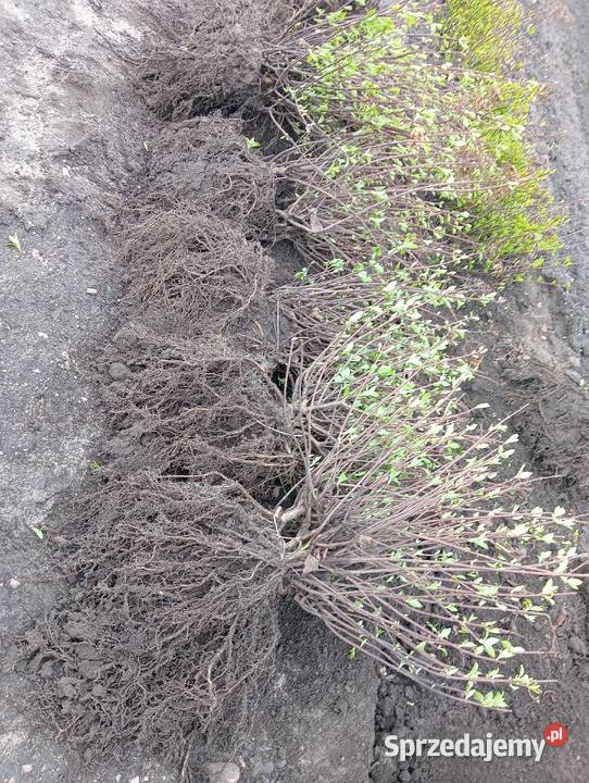 Hortensja bukietowa 15 2 kolory