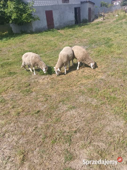 Dwie owce i baran Kolonia Lipnik
