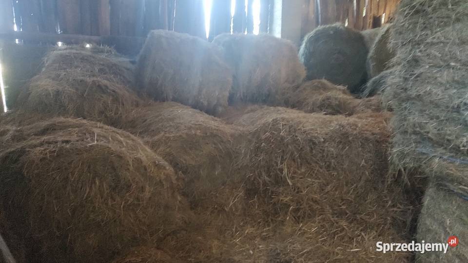 Siano bela lubelskie Polatycze