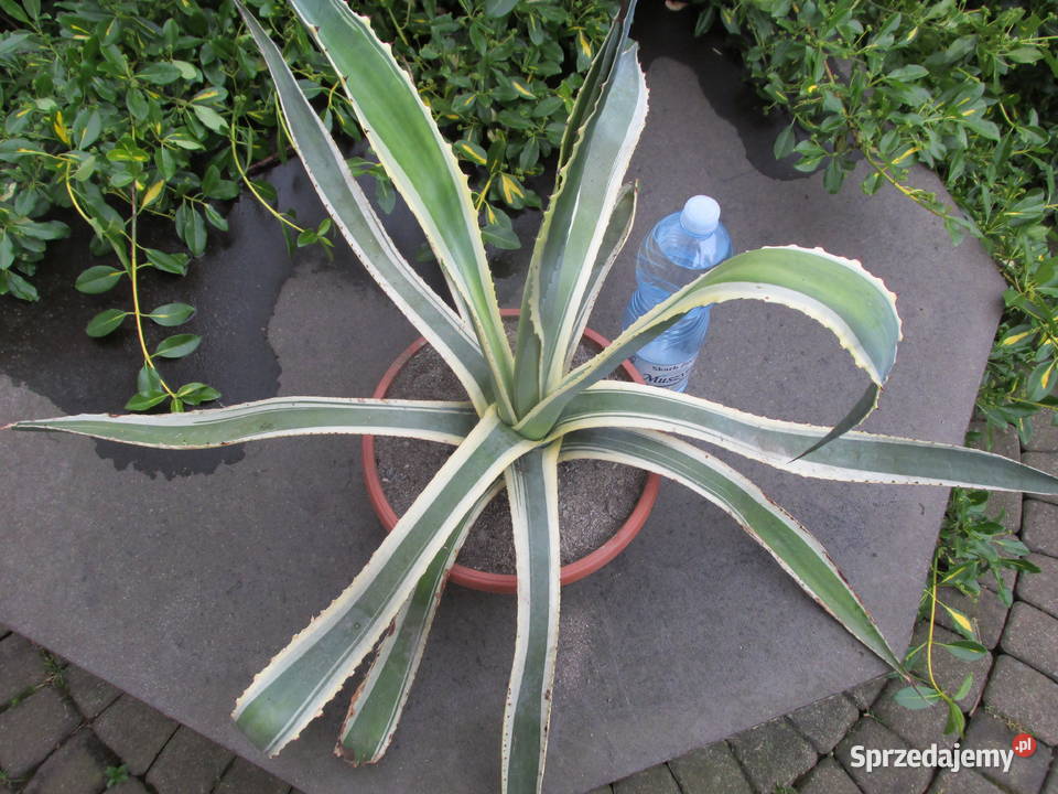 Kilkunastoletnia dwukolorowa agawa Agave Dom i Ogród małopolskie Kraków sprzedam