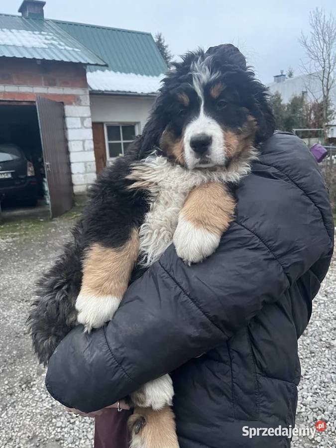 Berneński pies pasterski Bąbel Jagodnik