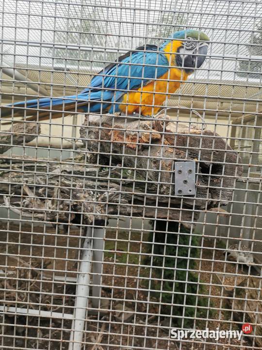 Ara Arauna Samiec 2023r Ary Rauna Buk