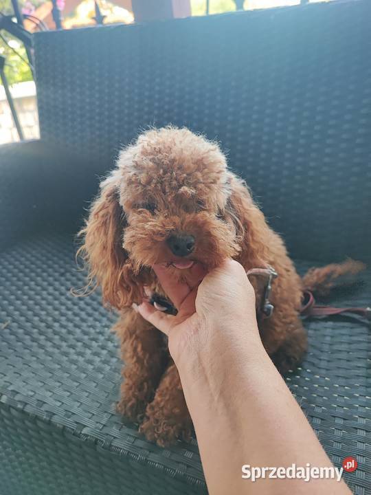 Pudel toy minireproduktor dolnośląskie Bolesławiec