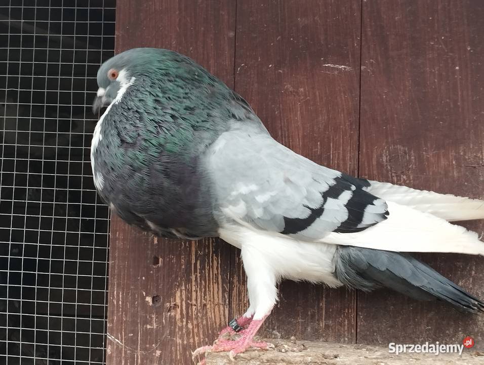 GARŁACZ NORWICHsamiec sprzedam