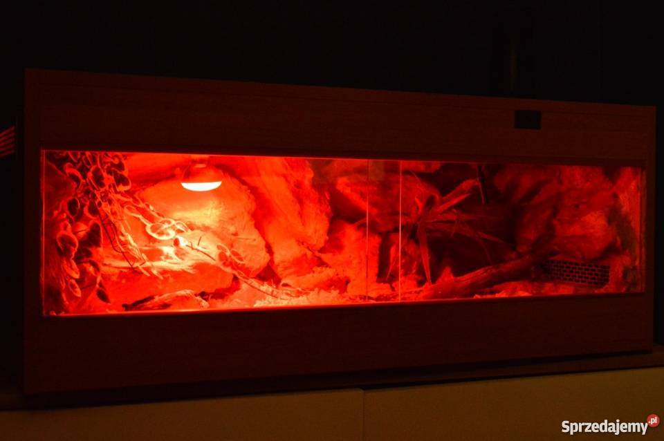 Terrarium 100x40x40 z mieszkańcem wąż zbożowy Zabrze