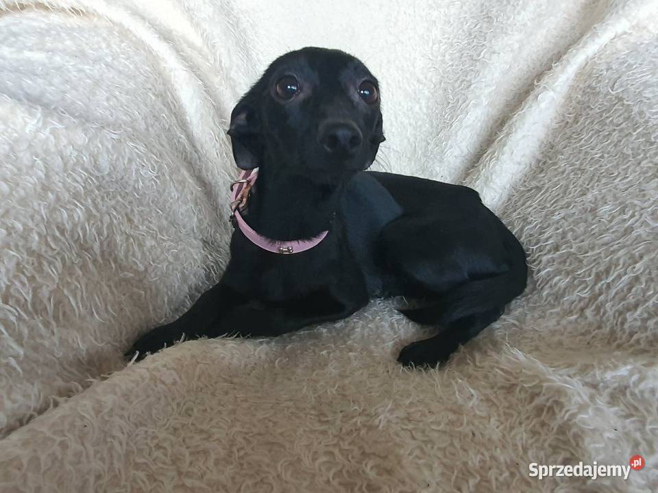 Pieski do Adopcji Zwierzęta Radomsko