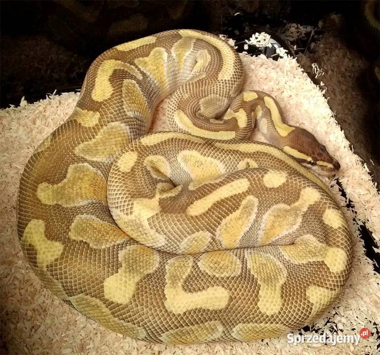 Wąż pyton królewski Python regius Enchi Lesser Gady i płazy Warszawa