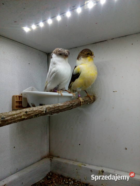 Kanarki glostery Nowosielce