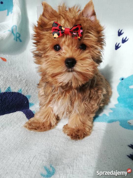 Ocean pearl yorkshire terrier złoty piesek Kraków