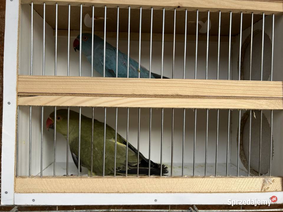 Sprzedam papugi aleksandretty rózne kolory Jaworowa