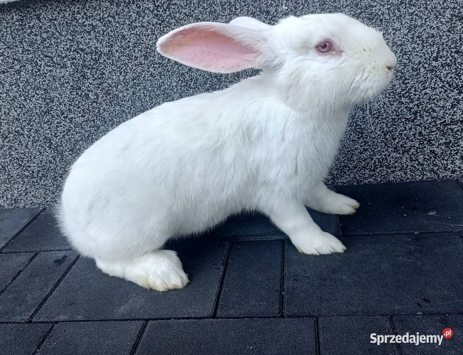 Sprzedam króliki termondzkie wielkopolskie Kijowskie Nowiny sprzedam