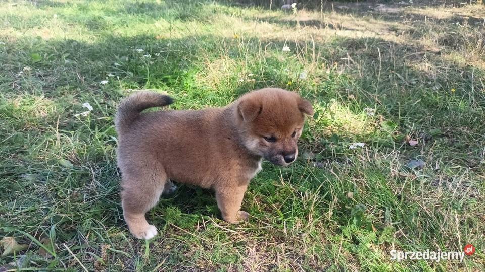 Rezerwacje na dwoje szczeniąt rasy Shiba Inu Bychawka Trzecia