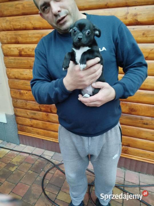 Piesek chihuahua Warszawy gotowe do zmiany domu mazowieckie Płońsk