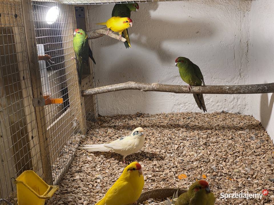 Świergotki i modrolotki Chojnice sprzedam