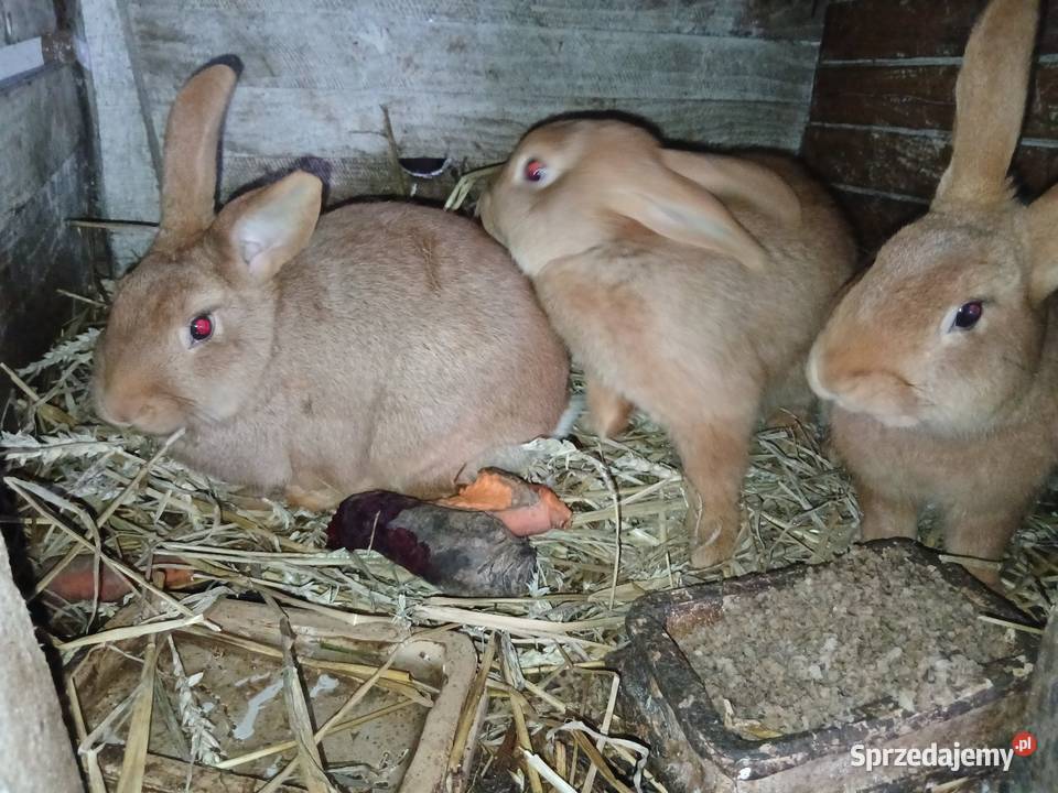 Króliki Hrubieszów sprzedam