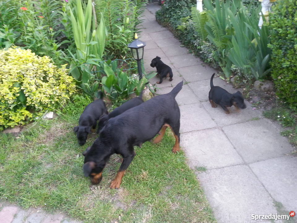 Terier Niemiecki szczeniaki Wawrów